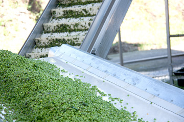 Working process of the production of green peas on cannery. Movement on the conveyor.