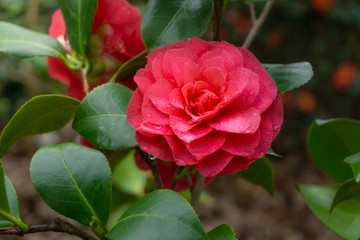 Rote Kamelie C.H. Hovey (Camellia Japonica) im April. Rote Kamelie mir Regentropfen am Morgen. Wunderschöne rote Kamelie blüht in voller Pracht. - 260107158