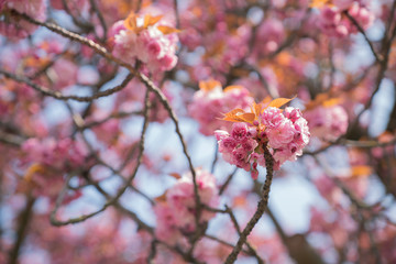 Pink flower blossom in Brussels Belgium