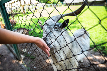 contact zoo. feeding goats. summer time