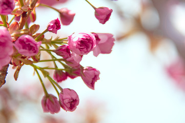 Naklejka na ściany i meble fresh spring pink japanese cherry blossom