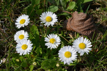 Stokrotki pospolite w naturalnym środowisku, Bellis perennis © Ewa