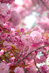 fresh spring pink japanese cherry blossom