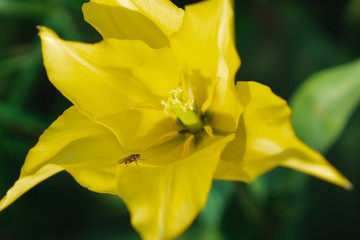 Fototapeta premium Yellow Wild Tulip (Tulipa Sylvestris) with a fly and green background