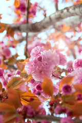 fresh spring pink japanese cherry blossom