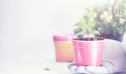 Potted plant in a transplant and care