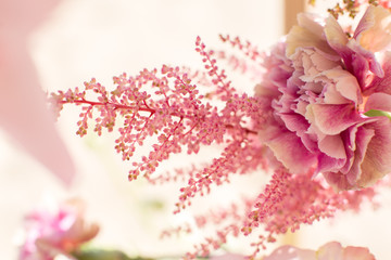 closeup pink astilbe and carnation flowers at bright day with blurred background