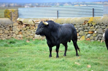 Toro en el campo