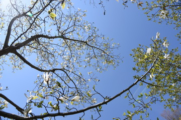 Magnolia kobus blossoms