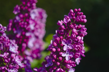 A blossoming bouquet of lilac flowers