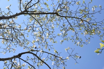 Magnolia kobus blossoms