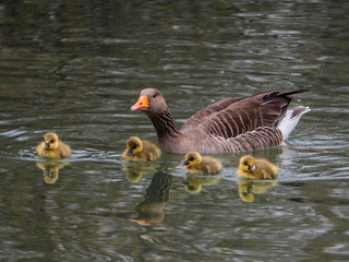 Eine Graugans beschützt Ihre vier Küken