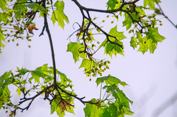 fresh spring green leaves