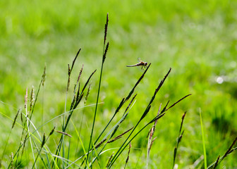 dragon fly sitting on grass