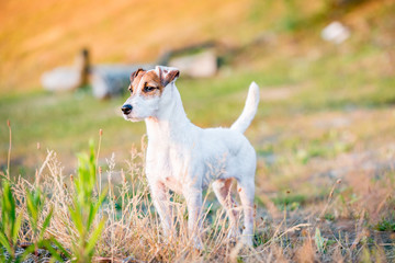 Jack Russell Terrier dog standing, posing in nature, outdoors, park at sunset	