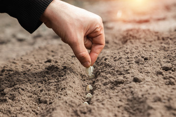 Close up of farmer's hands, planting seeds in spring. The concept of the garden, the beginning of the season, summer cottage.