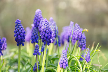 flor muscari violeta con hierba verde y fondo desenfocado3