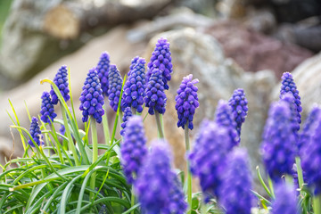 flor muscari violeta con hierba verde y fondo desenfocado