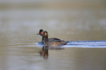 black-necked grebes (Podiceps nigricollis) swimming in a pond in a city in the Netherlands. Swimming as a couple together with warm background colours.