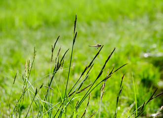 dragon fly sitting on grass
