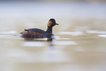 Fototapeta premium black-necked grebes (Podiceps nigricollis) swimming in a pond in a city in the Netherlands. Swimming alone with warm background colours.