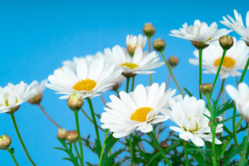 daisy flowers blooming in spring