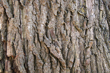 Old tree bark texture closeup