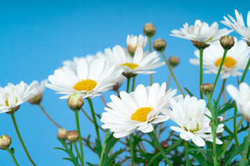 daisy flowers blooming in spring