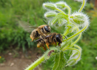 flower with small insect