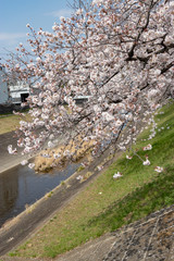 Naklejka premium 多摩市乞田川の桜並木 東京都多摩市