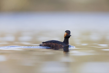 black-necked grebes (Podiceps nigricollis) swimming in a pond in a city in the Netherlands. Swimming alone with warm background colours.