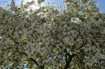 Blooming wild apples in the sunlights.