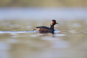 black-necked grebes (Podiceps nigricollis) swimming in a pond in a city in the Netherlands. Swimming alone with warm background colours.