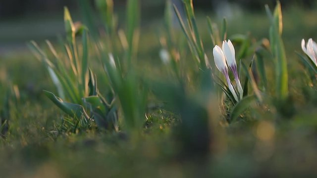 White crocuses on green grass in city park. Tremble on the wind, closeup. Rays of the evening sun. Selective focus. 59.94 fps video