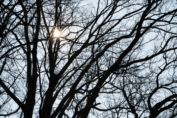 Silhouette of Branches and Flares of the Sun at Josaphat Park Brussels Belgium