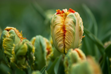 group of strange orange Tulips in a field