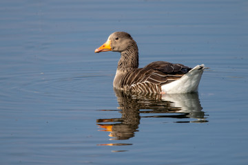 Greylag goose (anser anser) on still lake with reflection