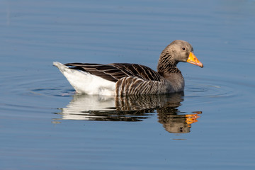 Greylag goose (anser anser) on still lake with reflection