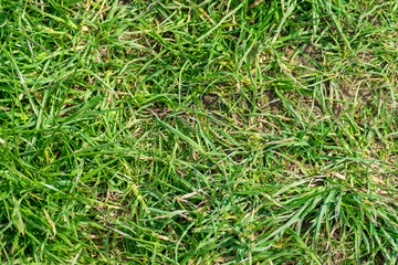 Grass Texture