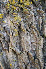 bark of a tree
