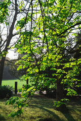 Fototapeta na wymiar Tree with new leaves on early spring at Josaphat Park of Brussels Belgium