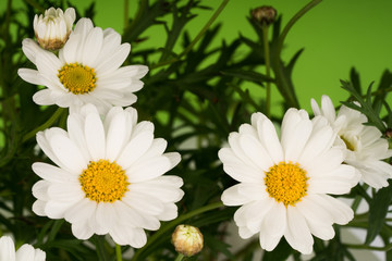 Fototapeta premium daisy flowers blooming in spring