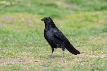black crow on the grass