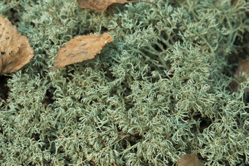 Cladonia portentosa lichen macro