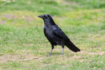 black raven on the grass