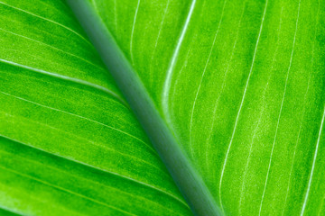  Green leaf texture as background. Texture of nature. Close up.