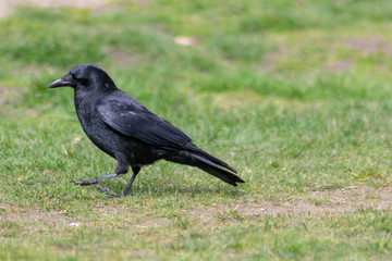 black crow on the grass