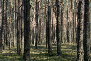 pine forest on sunny day