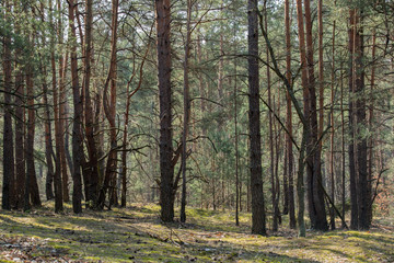 Fototapeta na wymiar pine forest on sunny day