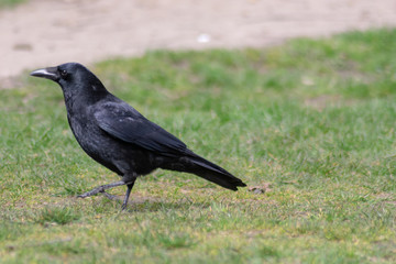 black crow on the grass